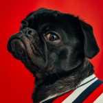 Dog looking to camera